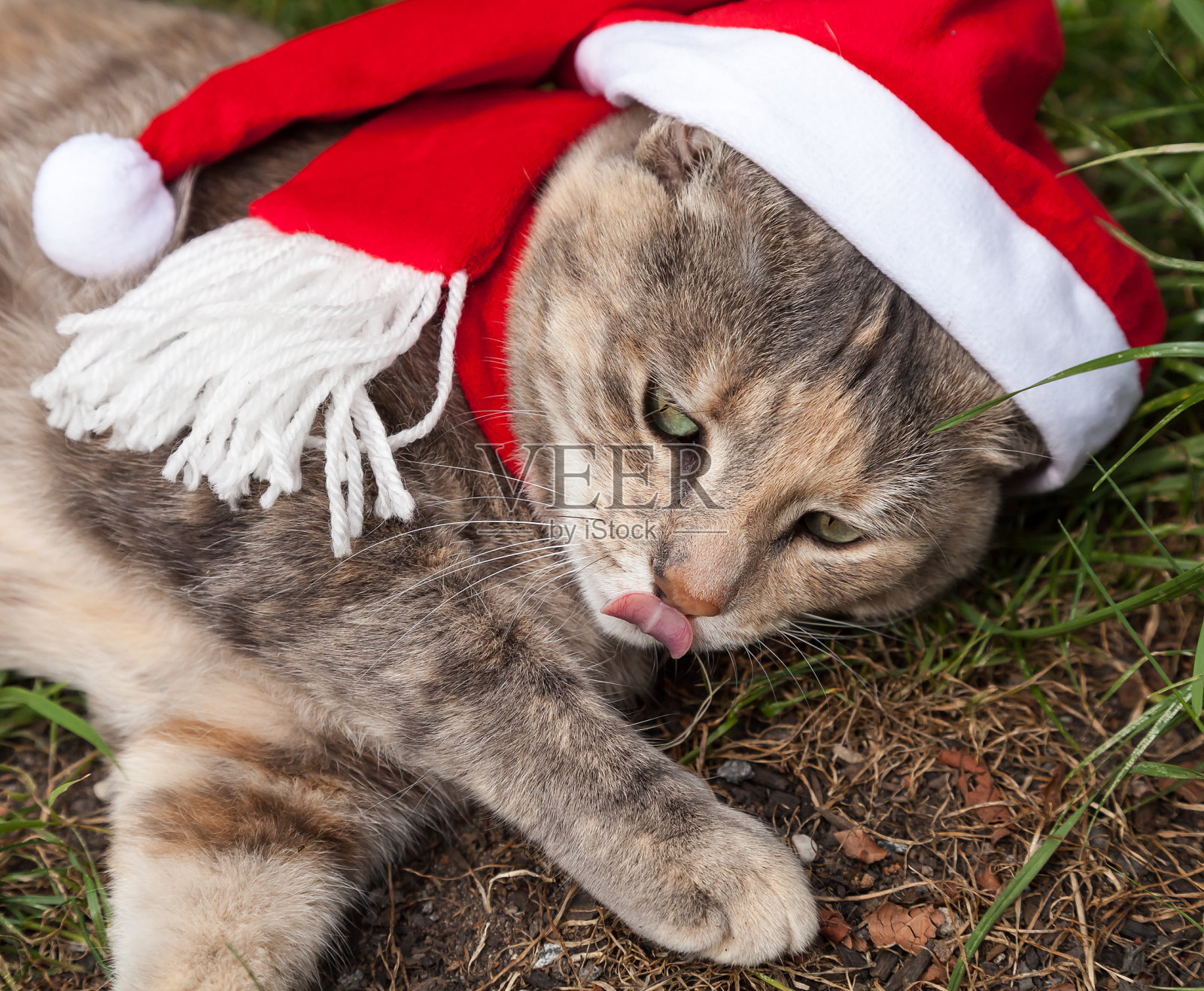 花斑猫戴着圣诞围巾和圣诞帽照片摄影图片