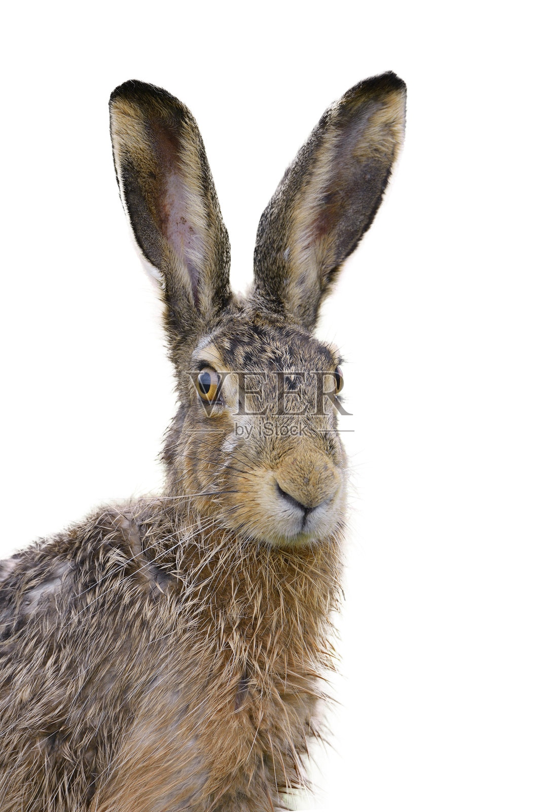 一个棕色野兔的肖像，看起来有点湿照片摄影图片
