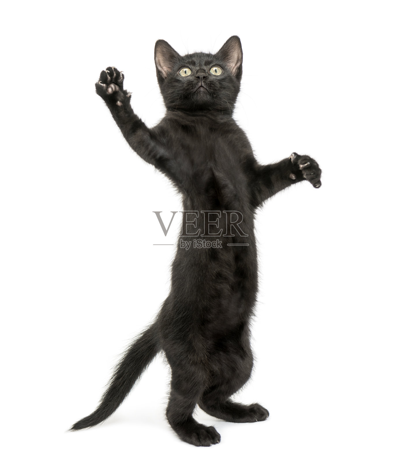 黑猫用后腿站立，爪子向上伸出照片摄影图片