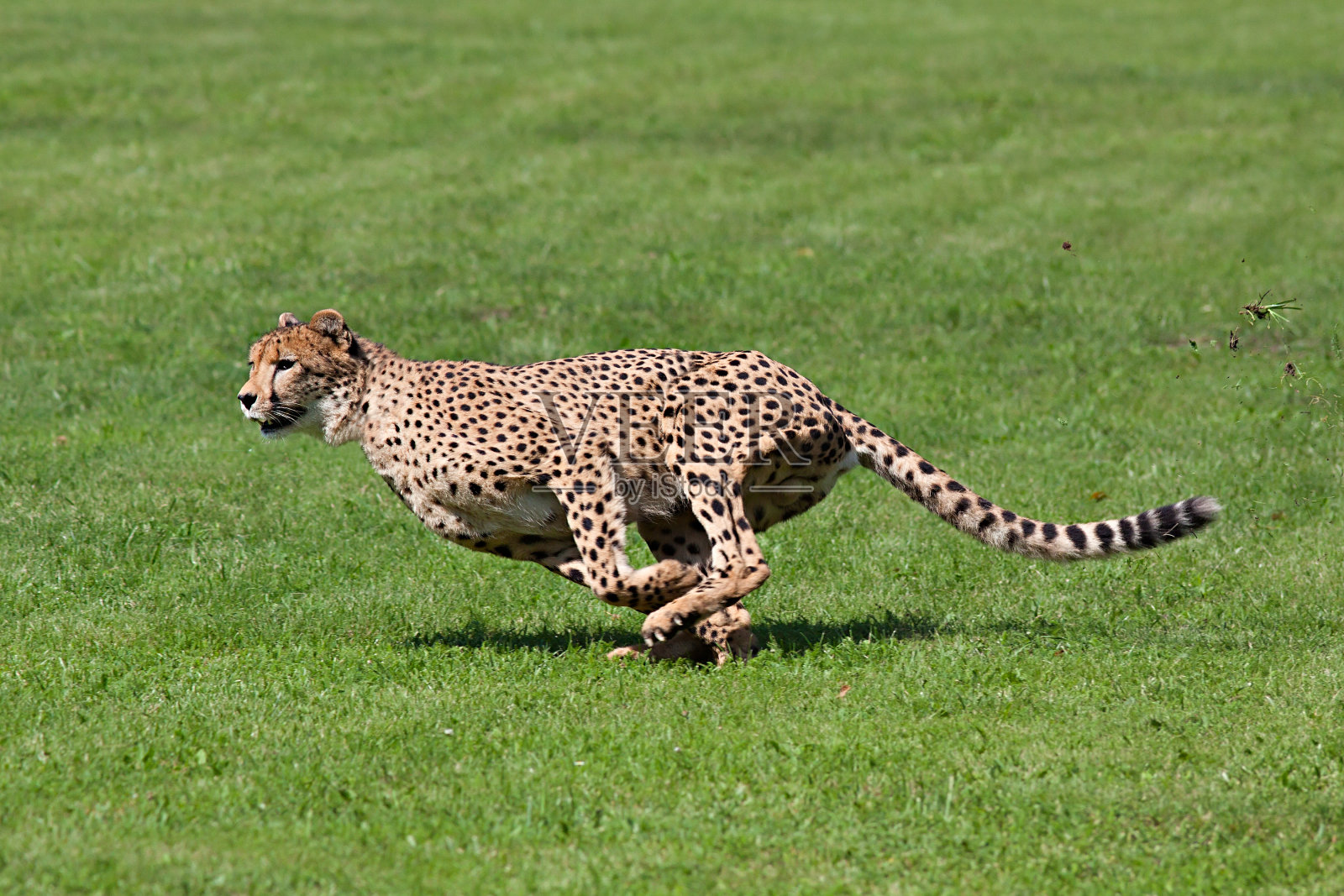 猎豹 捕食者 大猫 - Pixabay上的免费照片 - Pixabay
