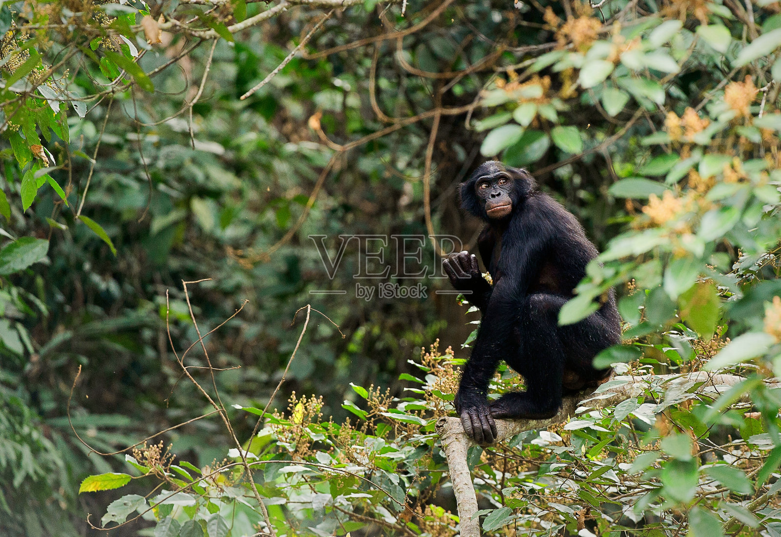 树枝上的倭黑猩猩。照片摄影图片