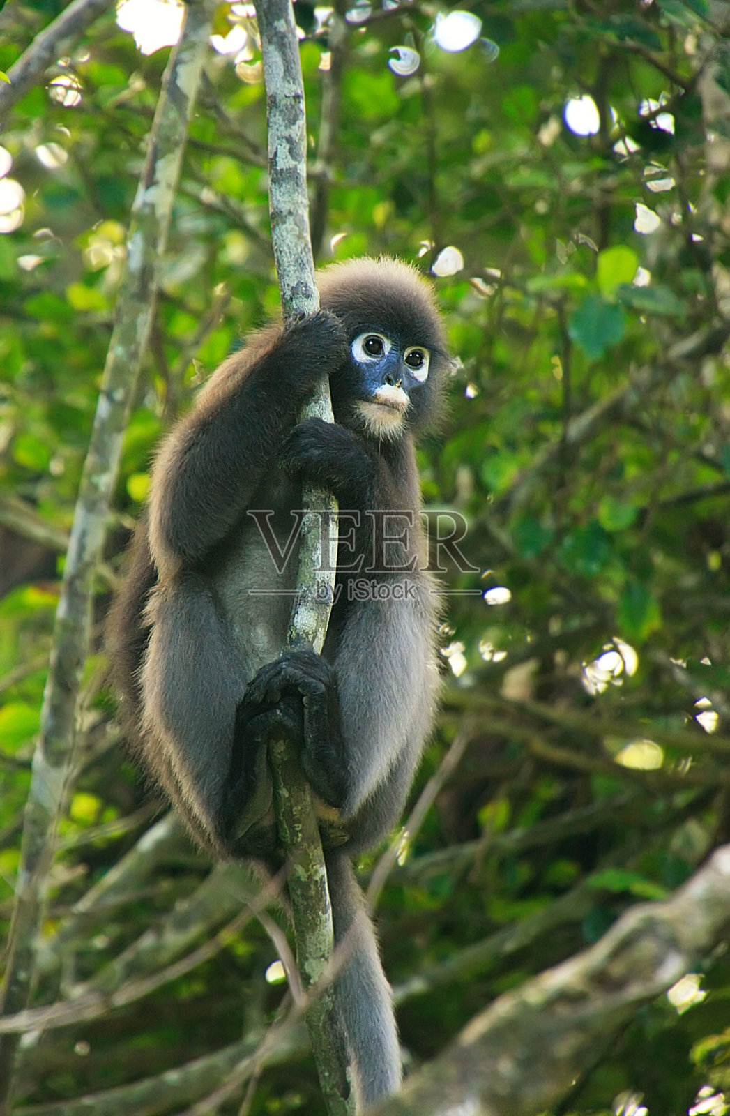 坐在树上的眼镜叶猴，泰国照片摄影图片