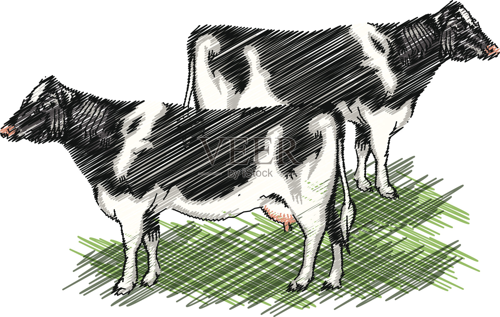 荷斯坦奶牛插图插画图片素材