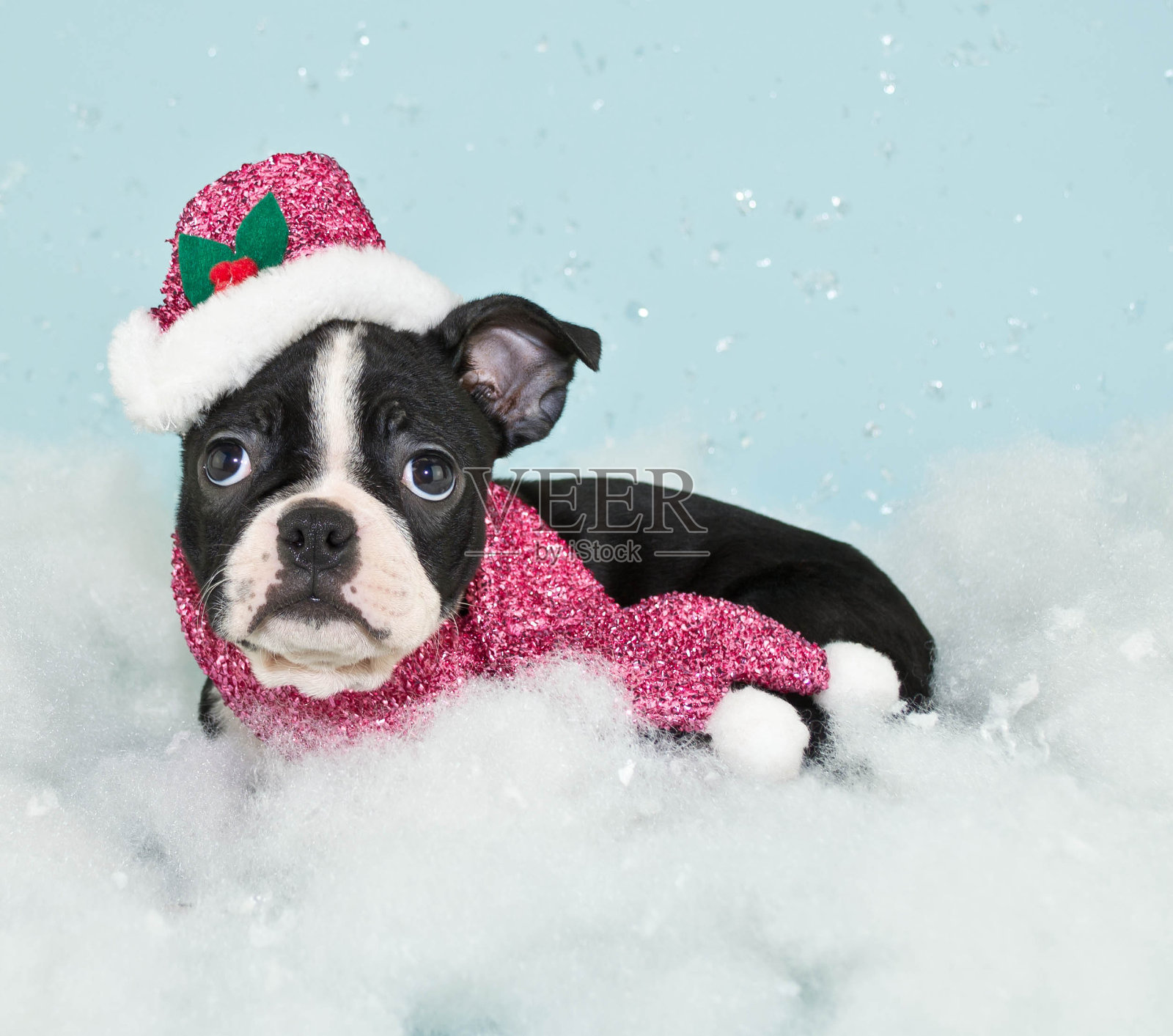 冬季波士顿的小狗照片摄影图片