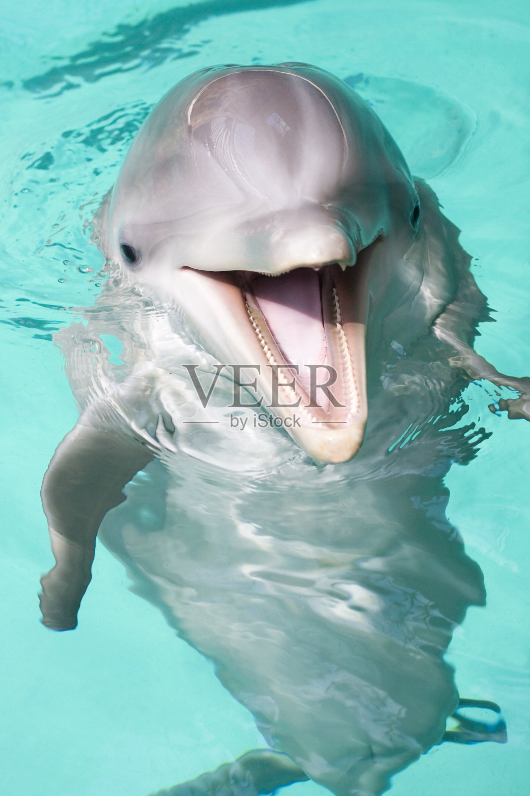 快乐的宽吻海豚照片摄影图片