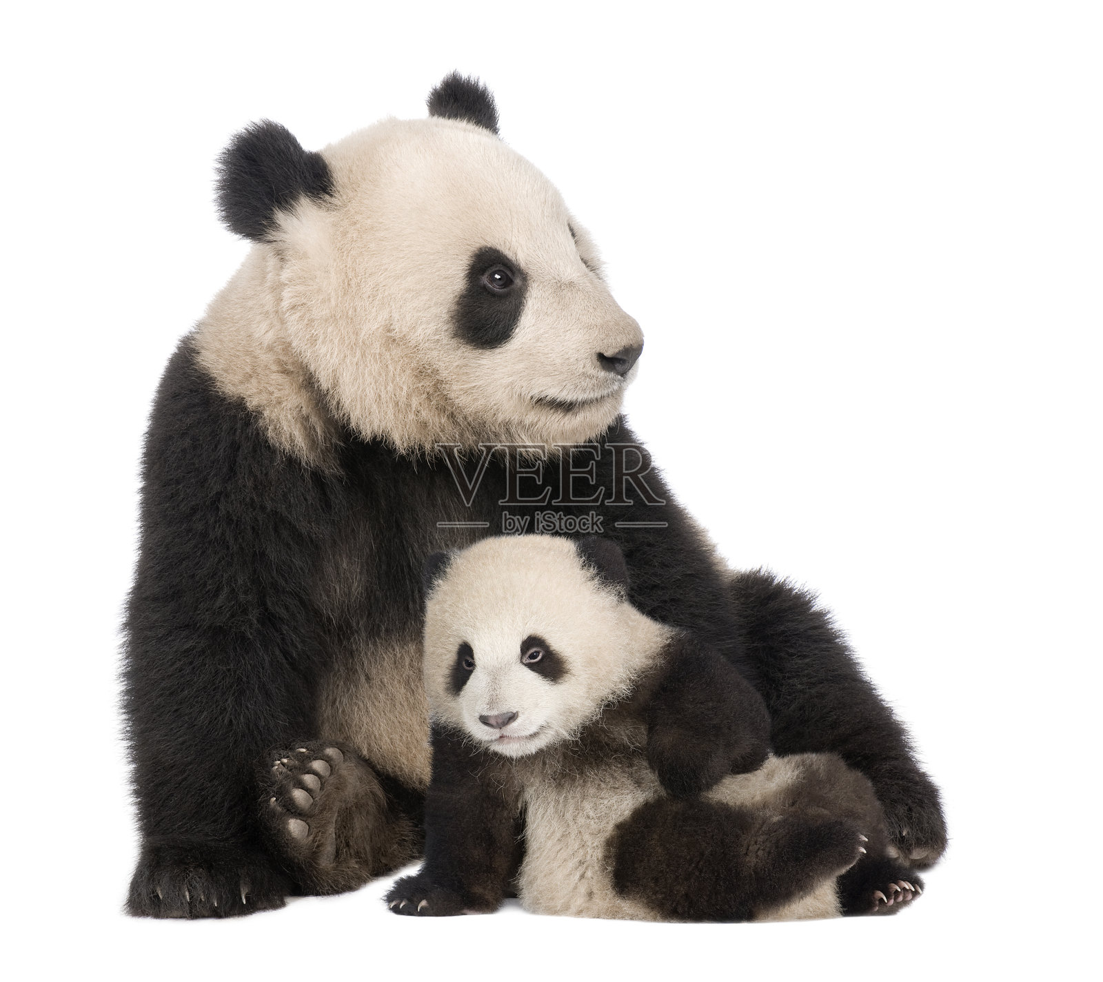 成年大熊猫和一只18个月大的大熊猫照片摄影图片