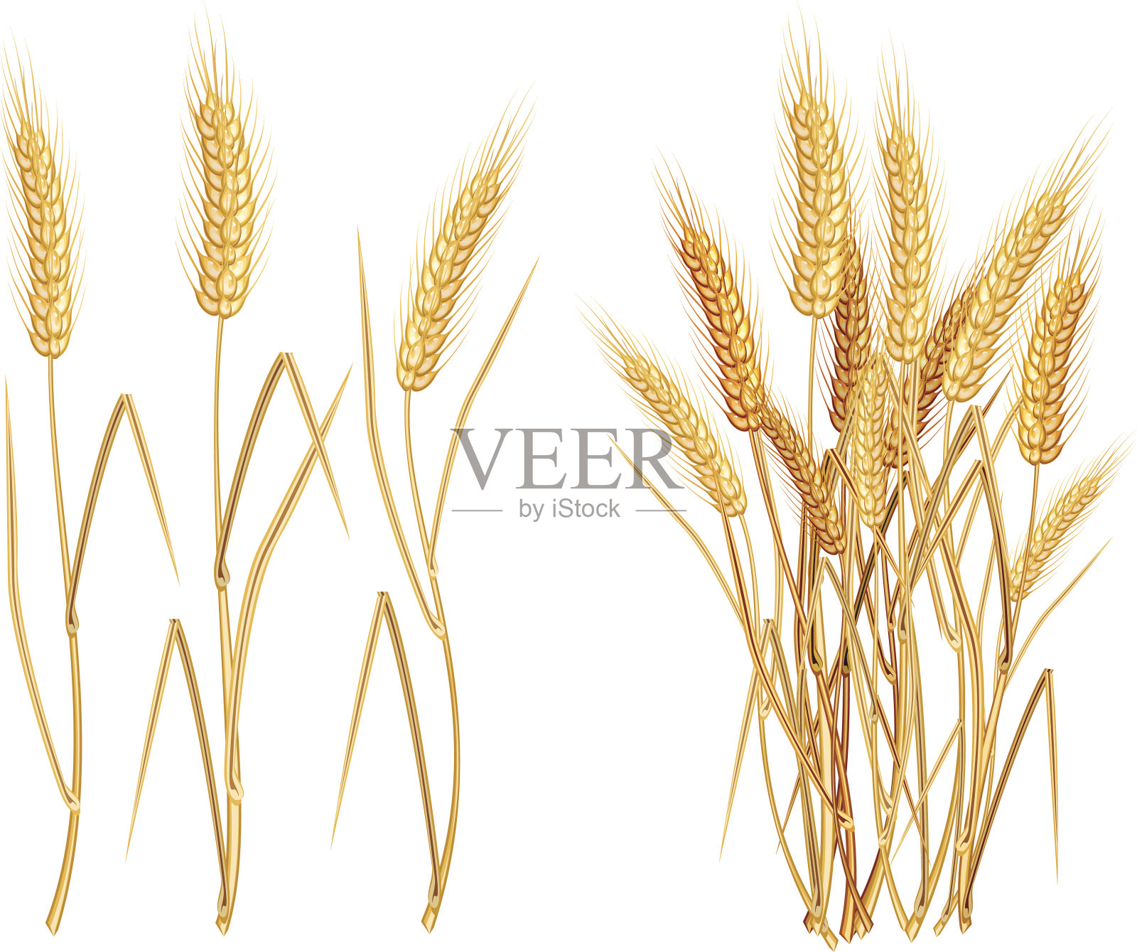 耳朵的小麦插画图片素材