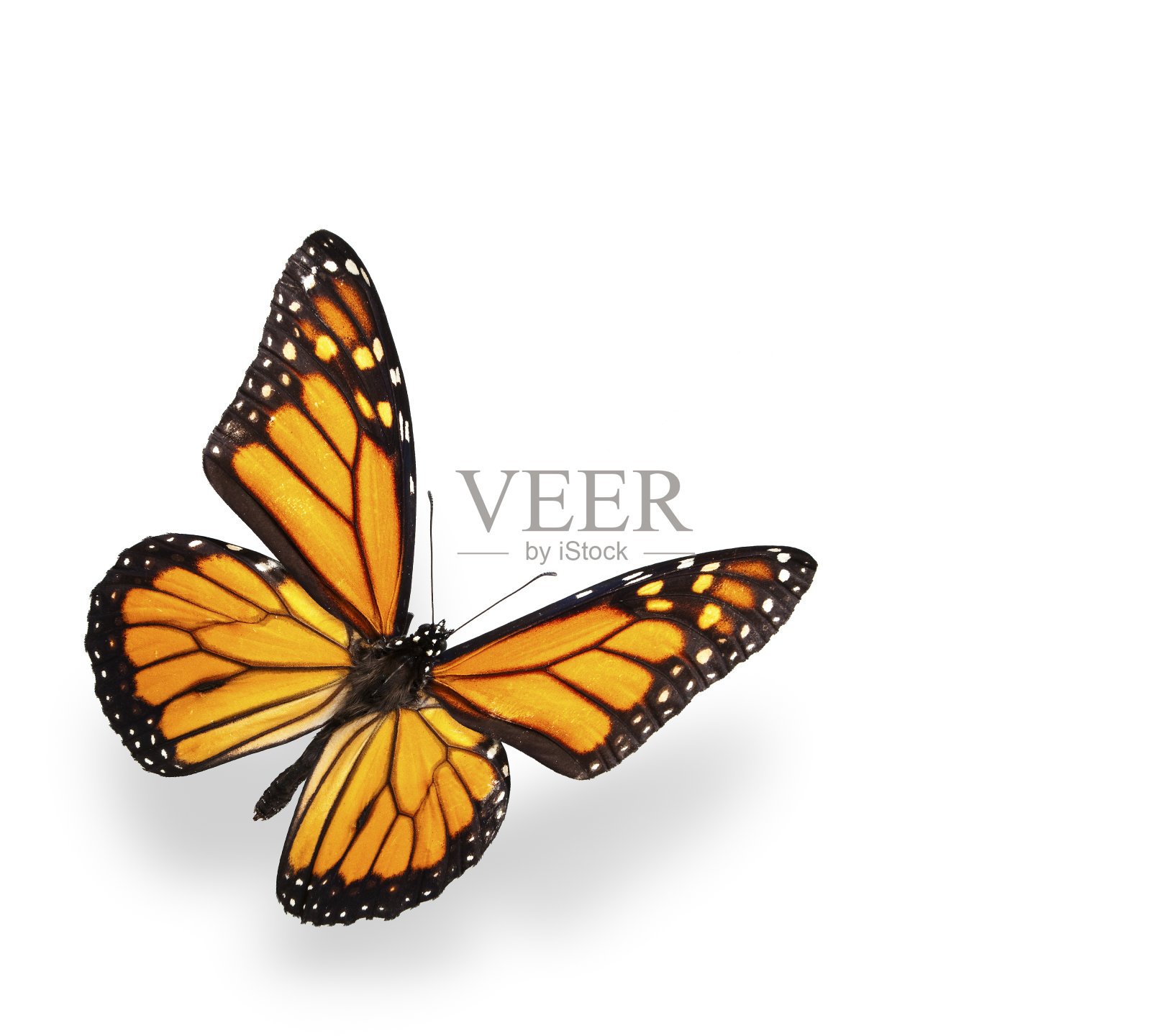 黑脉金斑蝶孤立在白色和柔软的阴影照片摄影图片