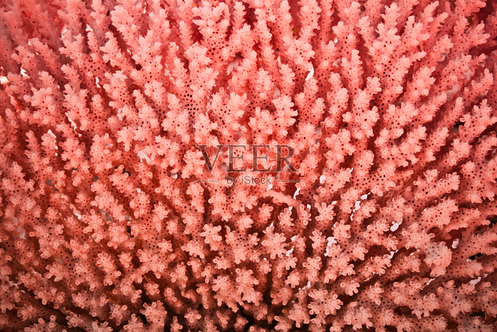 珊瑚照片摄影图片