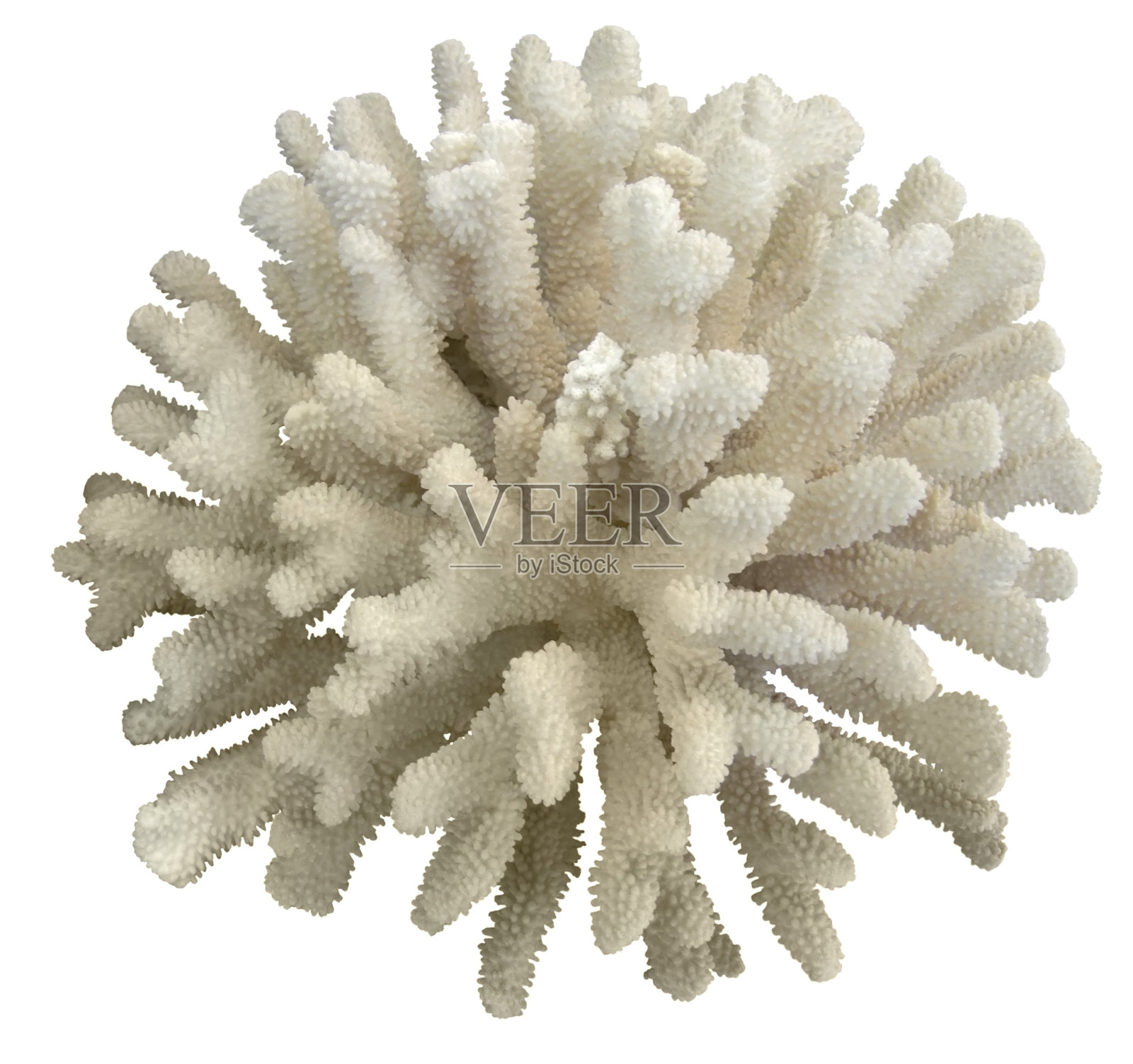 白色的球形珊瑚在白色的背景上照片摄影图片