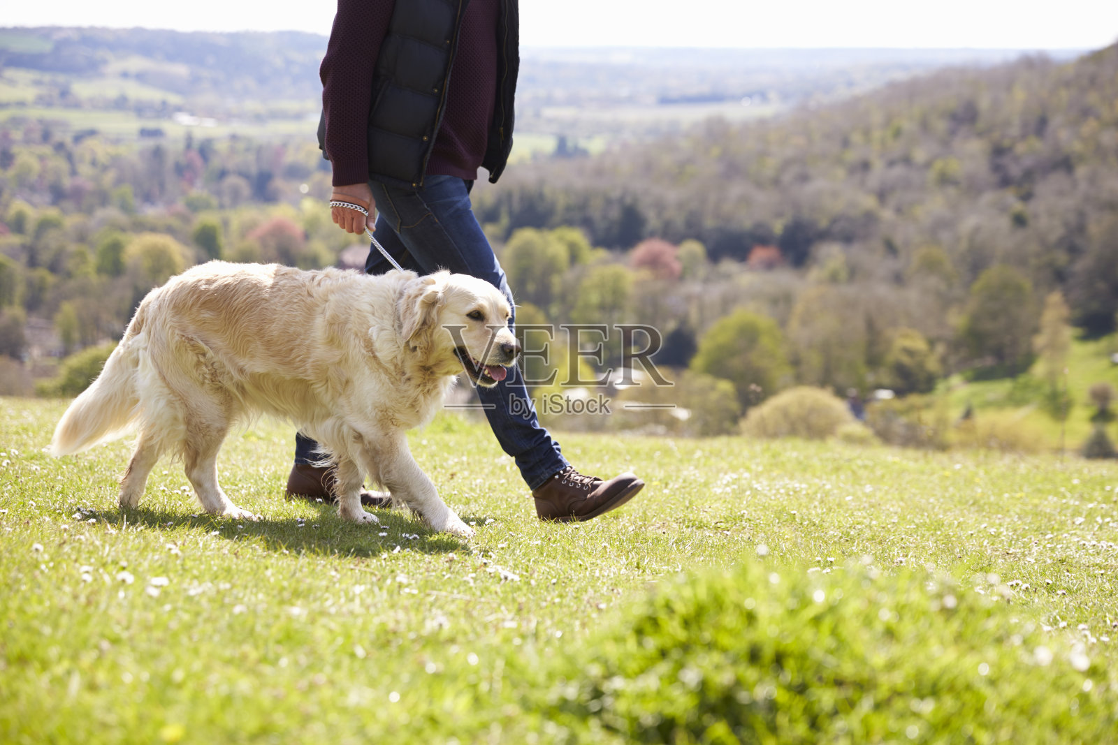 金毛猎犬在乡间散步的特写照片摄影图片