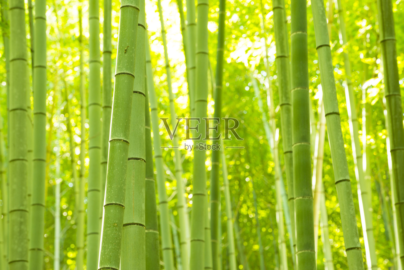 竹林，京都，日本照片摄影图片
