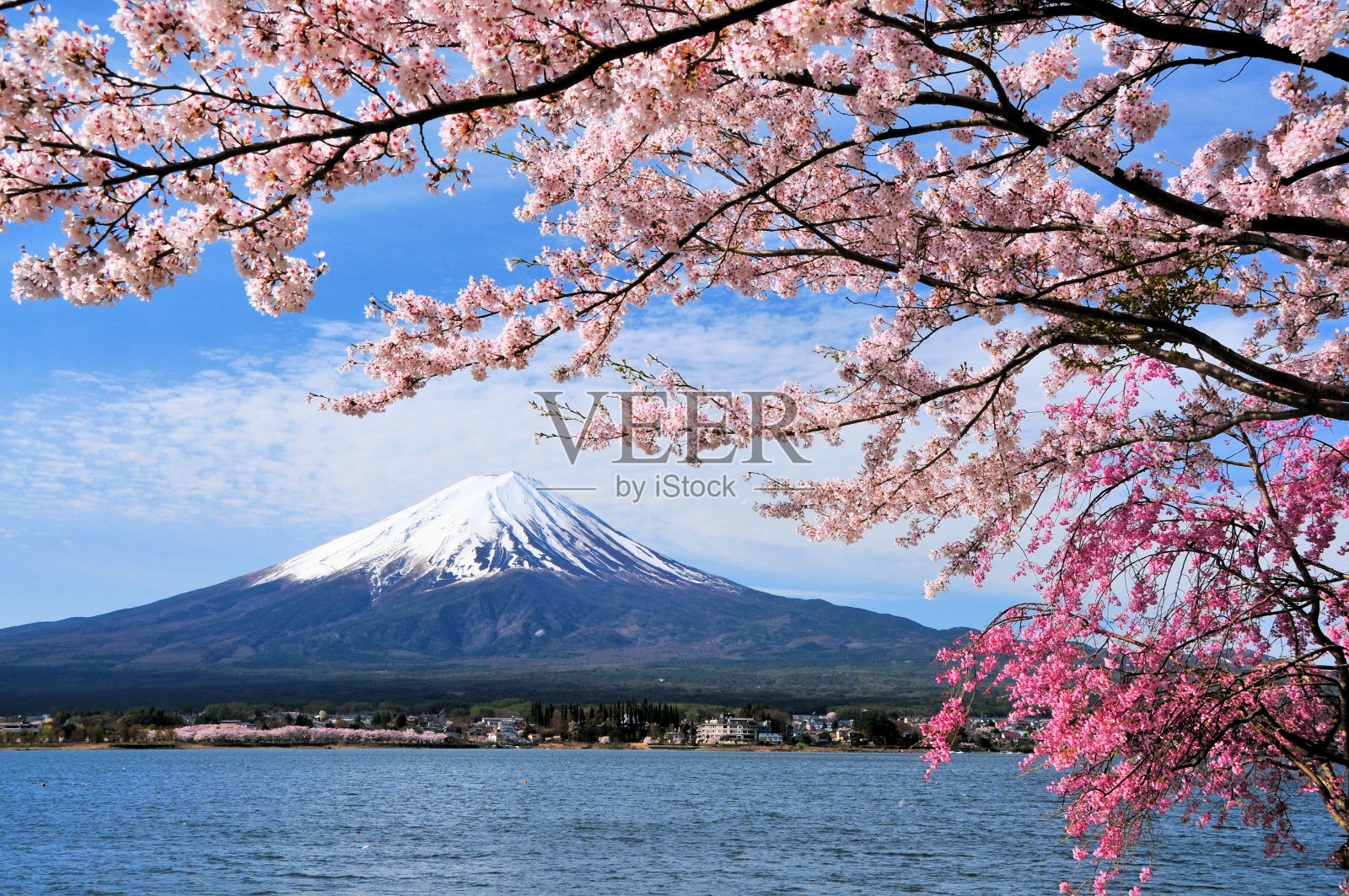 富士山和樱桃树照片摄影图片
