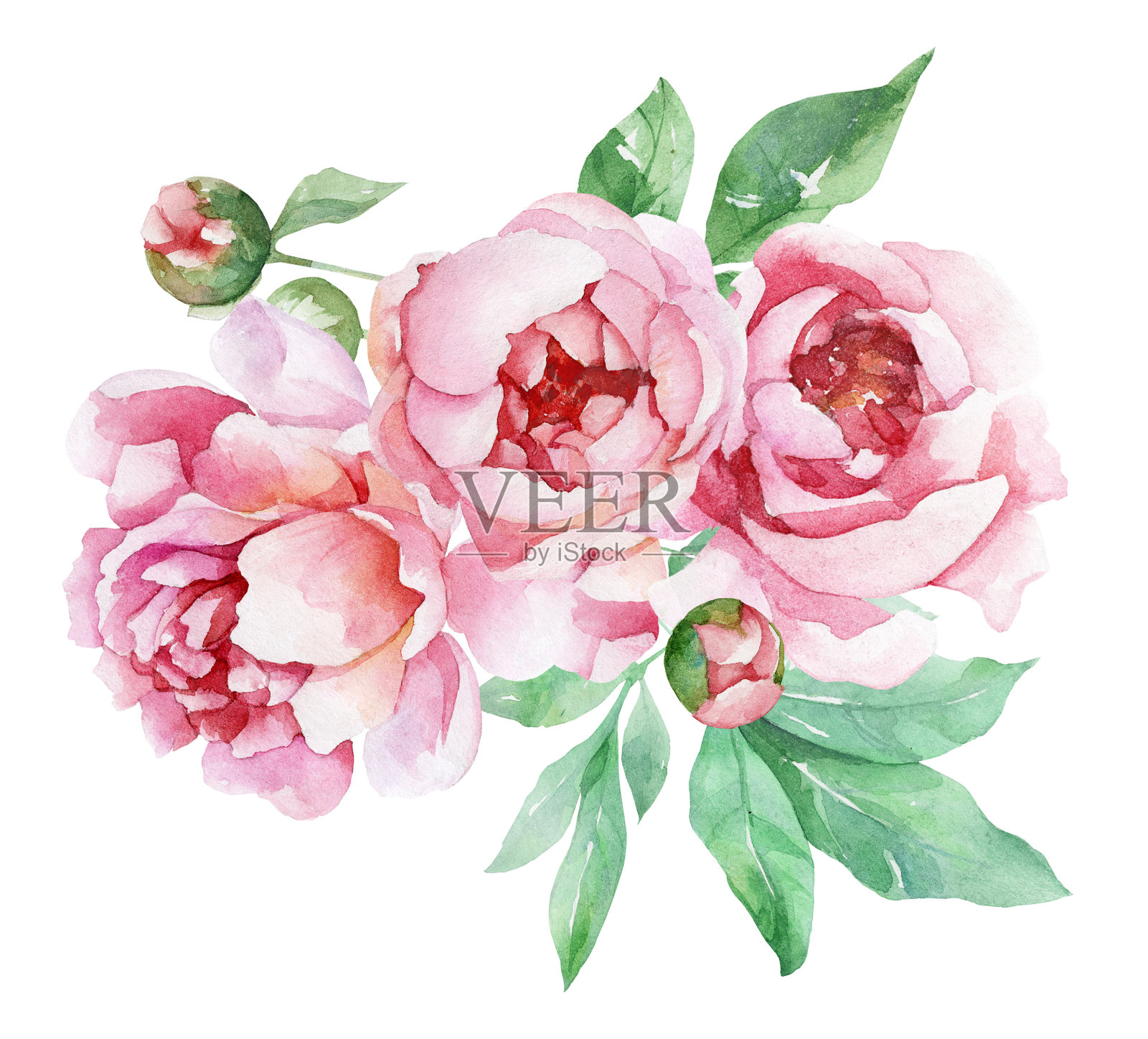 带花蕾的粉红色水彩牡丹插画图片素材