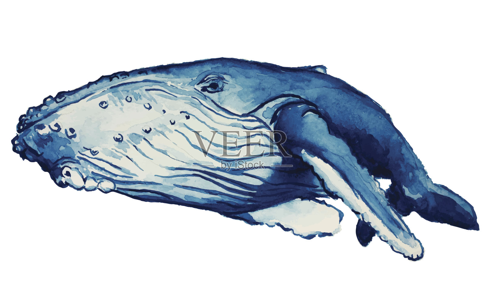 水彩鲸鱼设计元素图片