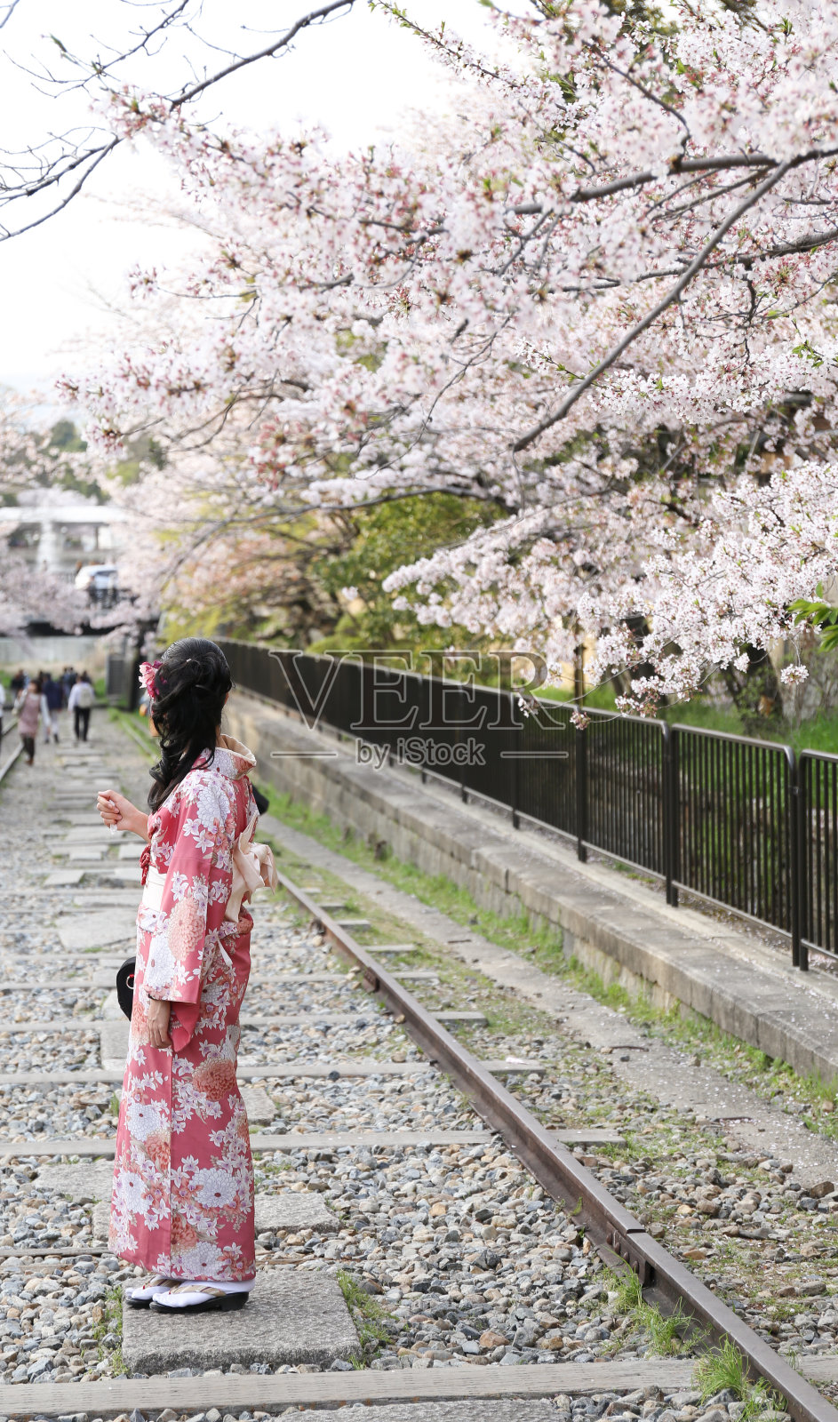 日本女孩在传统服装称为和服与樱花bloo照片摄影图片