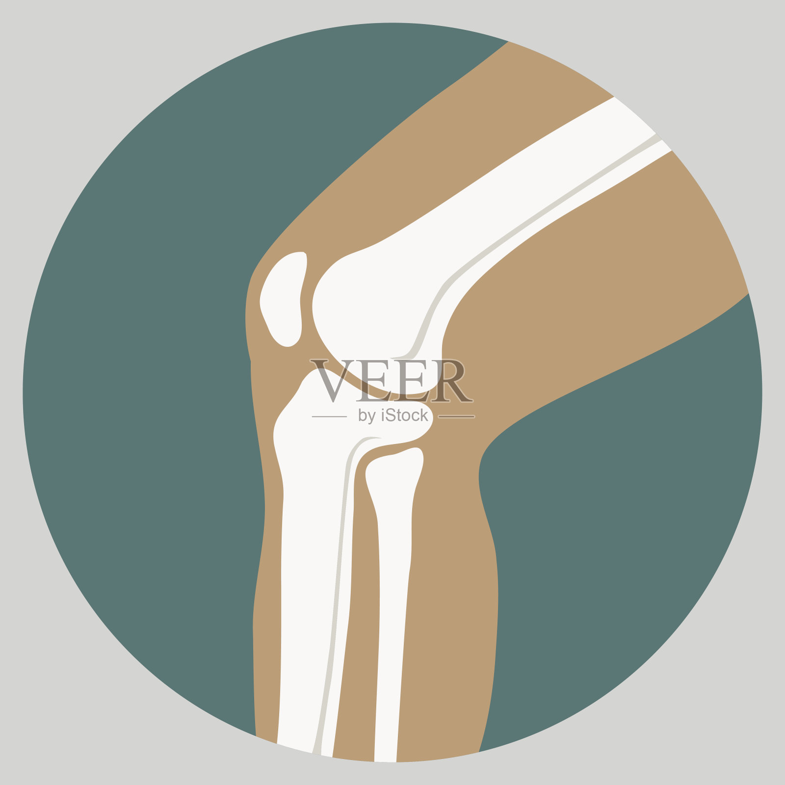 人工膝关节插画图片素材