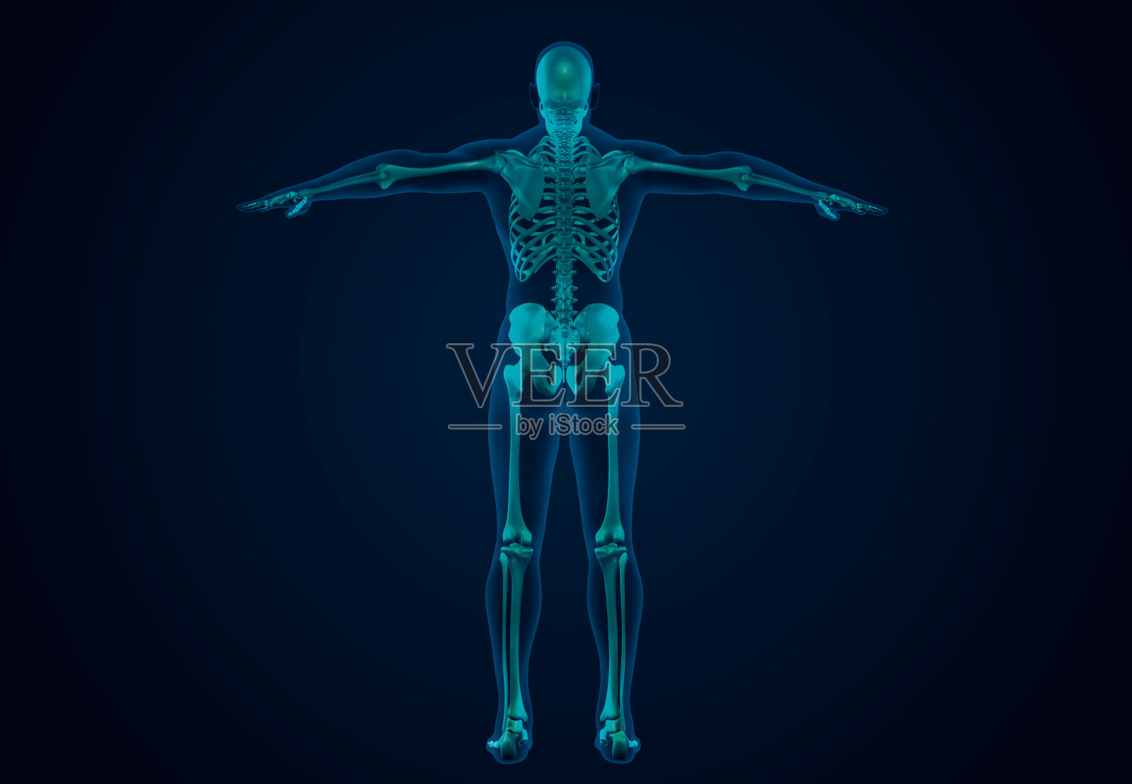 x射线人体骨骼系统插画图片素材