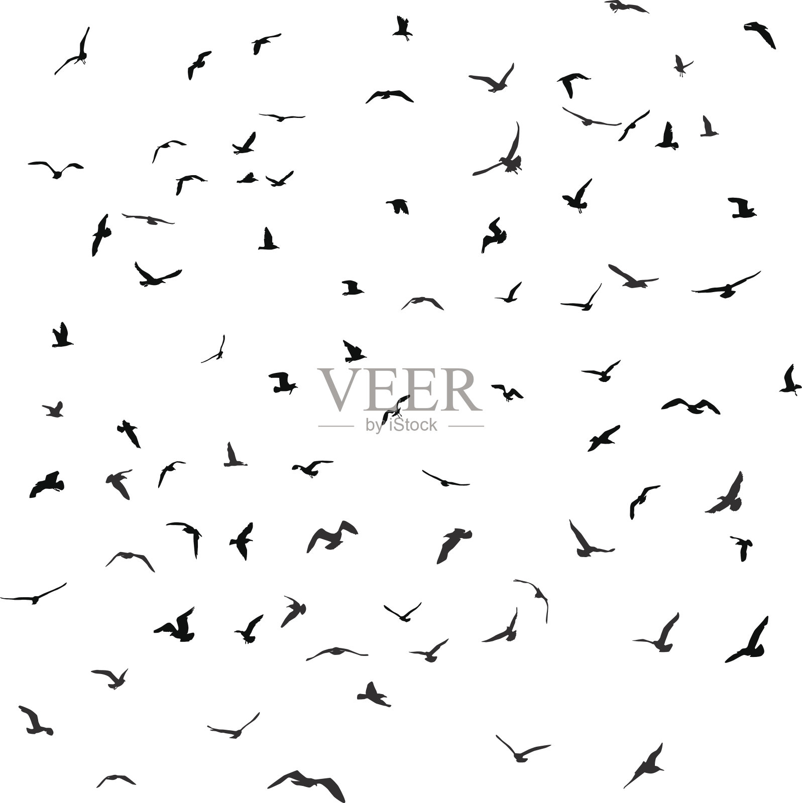 鸟，海鸥，白色背景上的黑色剪影。向量插画图片素材