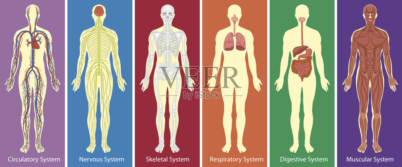 不同系统的人体图解插画图片素材