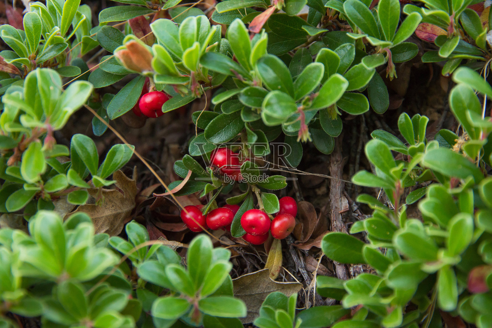 熊莓植物与水果红 - 普兰塔加尤巴康弗鲁托斯照片摄影图片