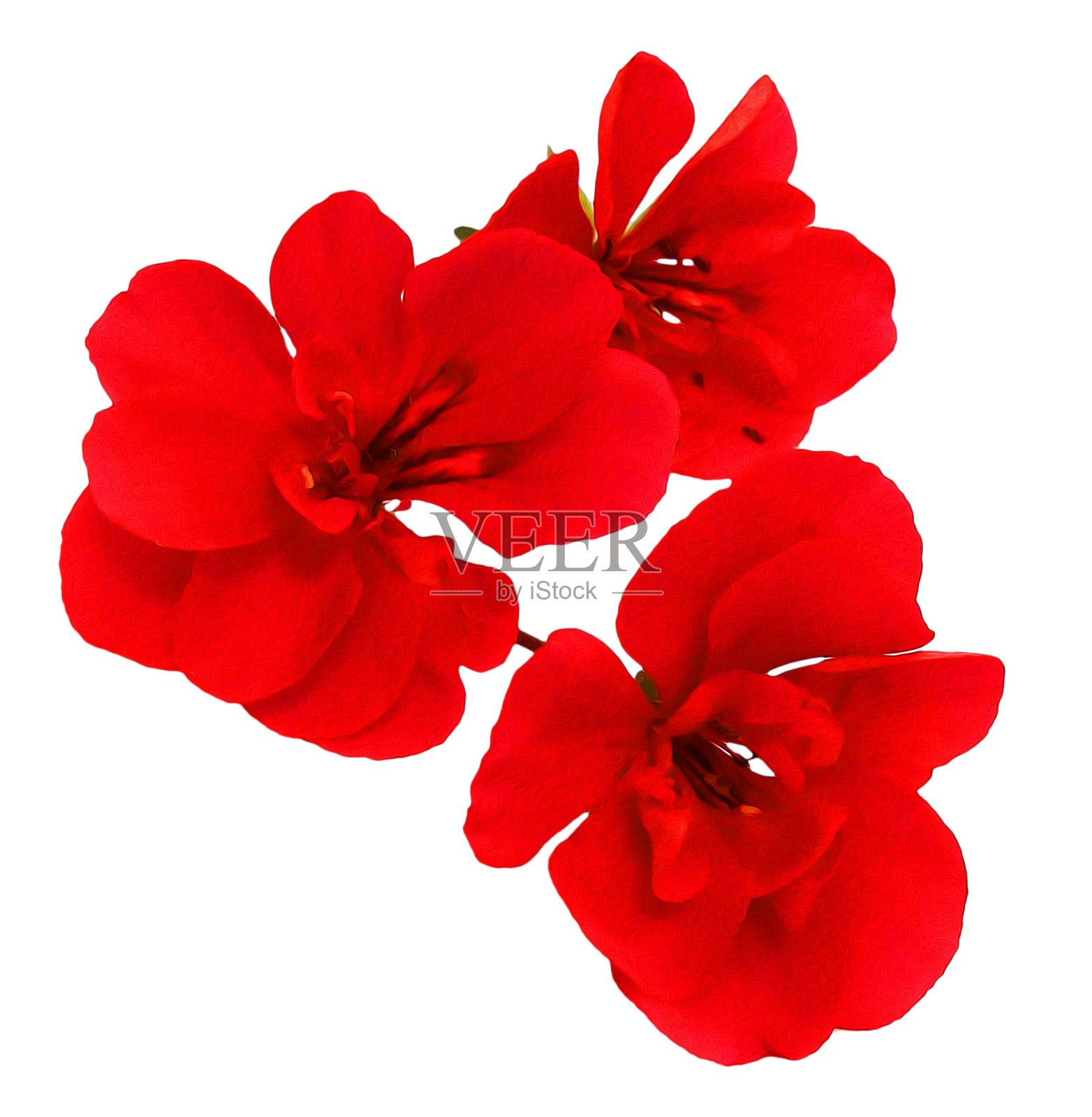 天竺葵花呈玫瑰状，照片处理设计元素图片
