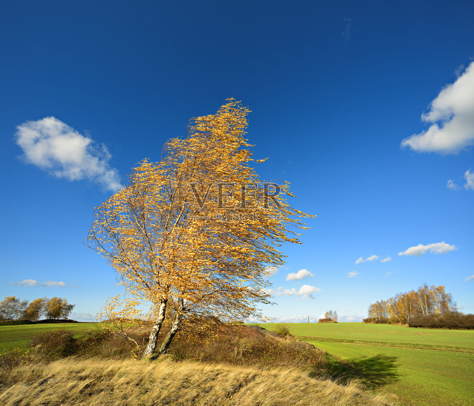 秋风吹弯白桦树，蓝天下的山水照片摄影图片