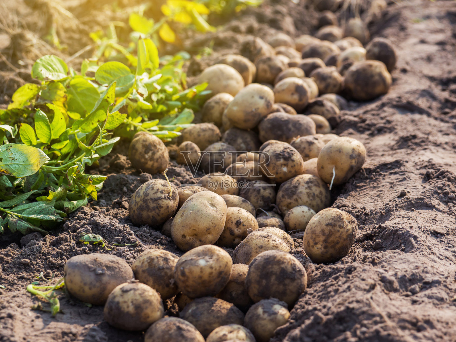 农场里的土豆。照片摄影图片