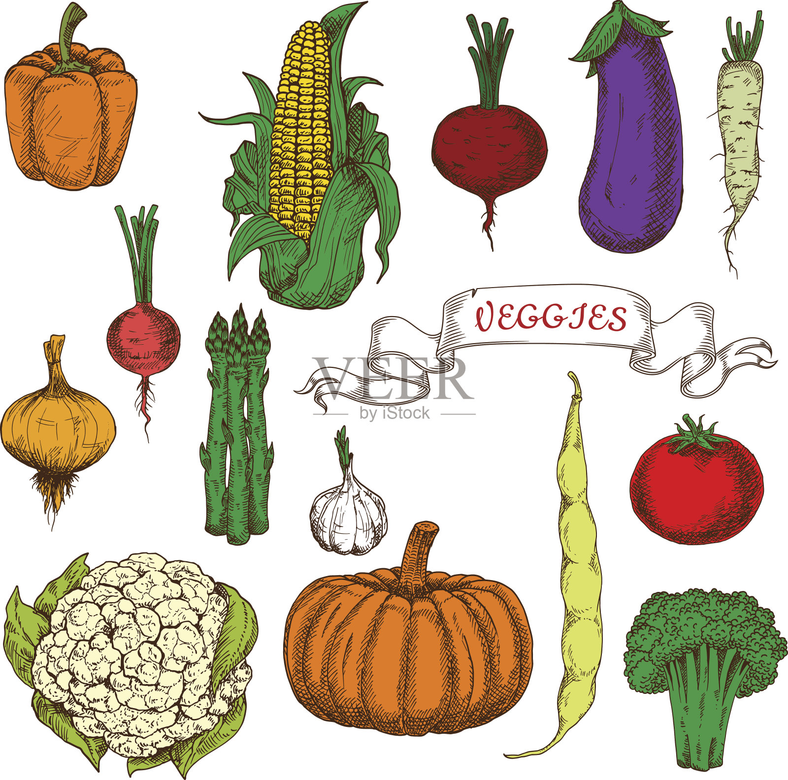 鲜亮生动的有机蔬菜素描插画图片素材