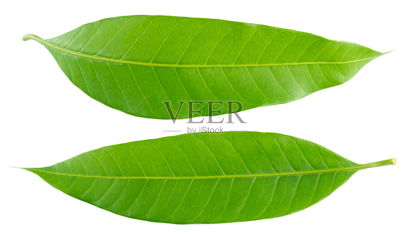 绿色芒果叶子孤立在白色的背景照片摄影图片
