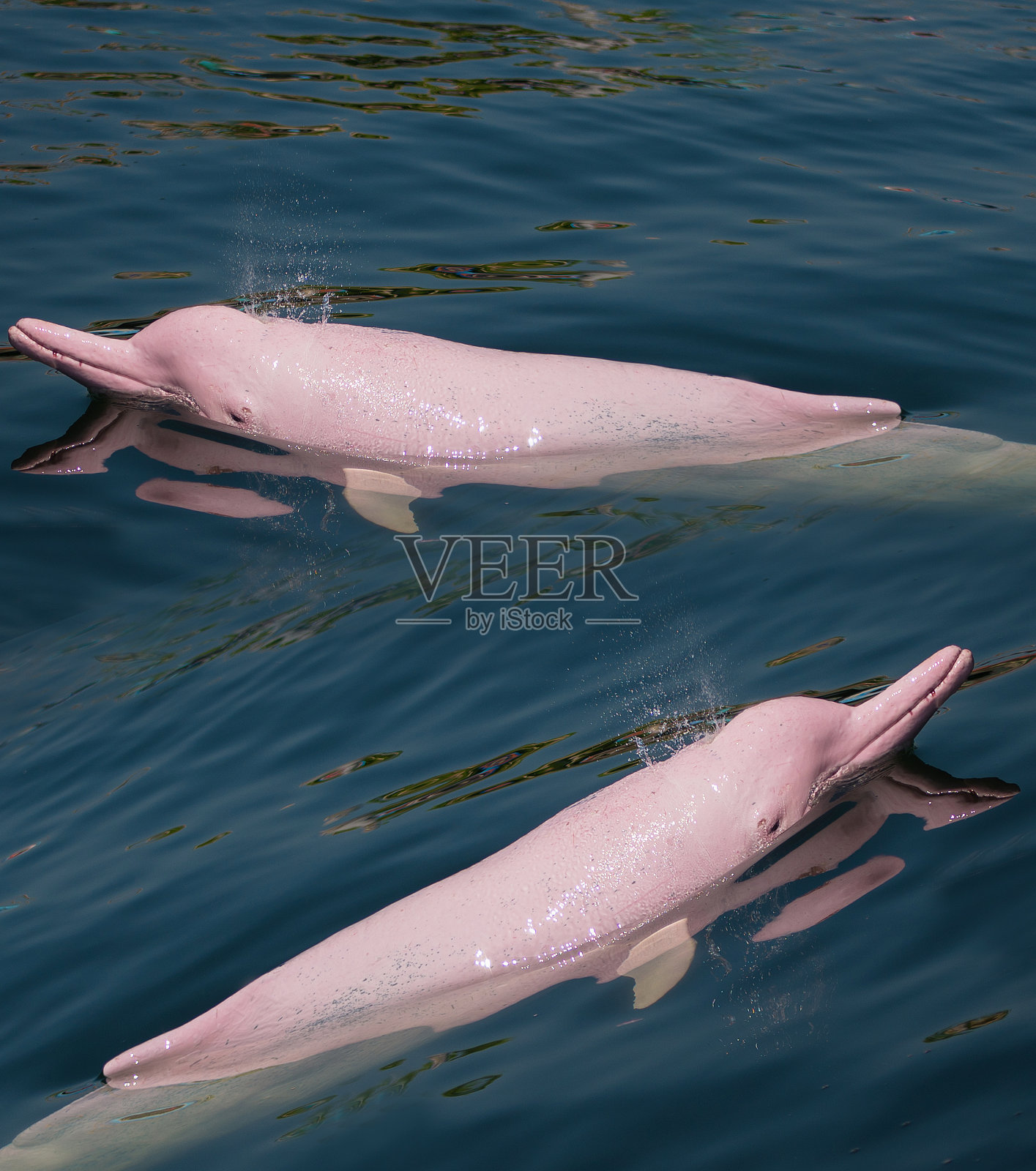 粉红色的海豚在海里。照片摄影图片