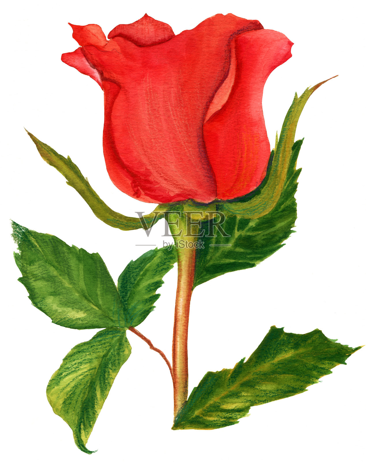 复古风格的水彩画，一个红色的玫瑰在白色的背景插画图片素材
