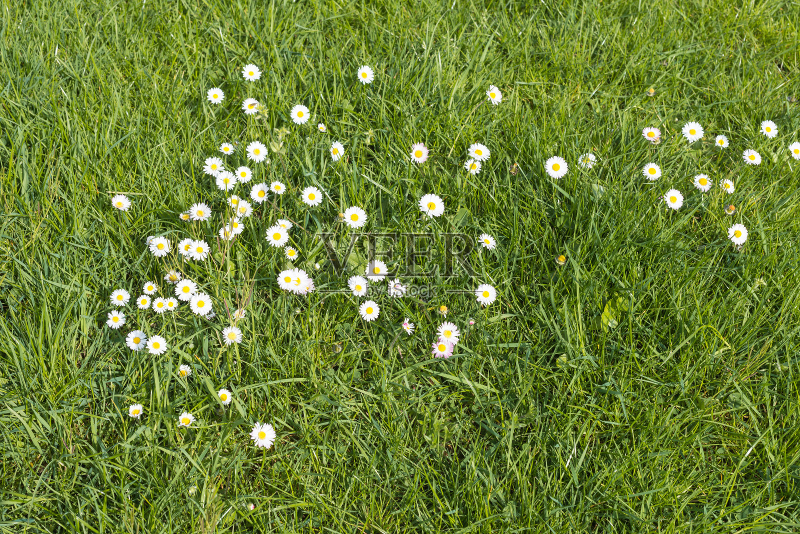 盛开的普通雏菊在草地上插画图片素材