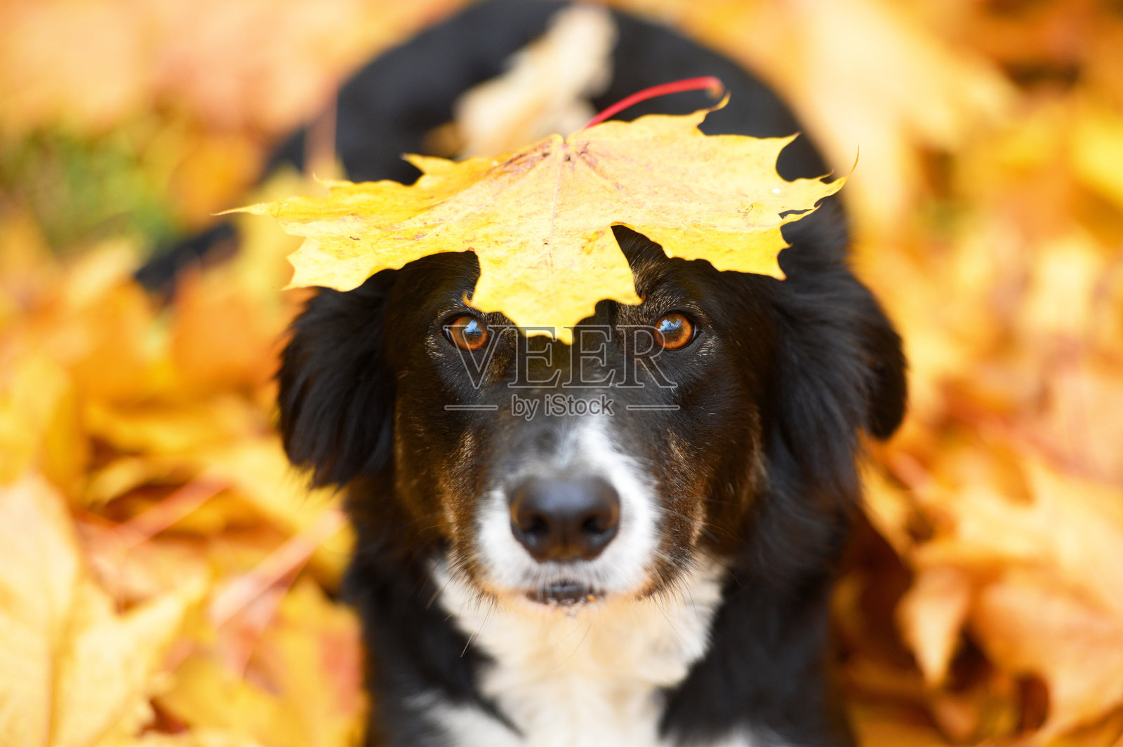 黑狗和枫叶，秋天照片摄影图片