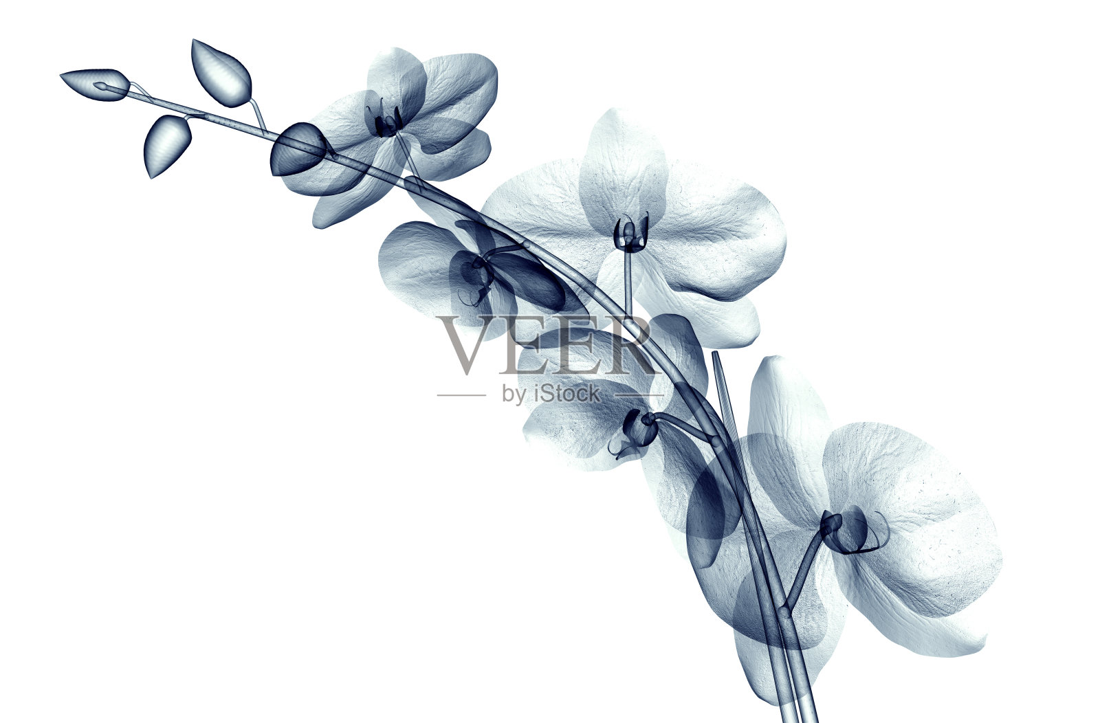 这是一朵孤立在白色兰花上的花的x光图像照片摄影图片
