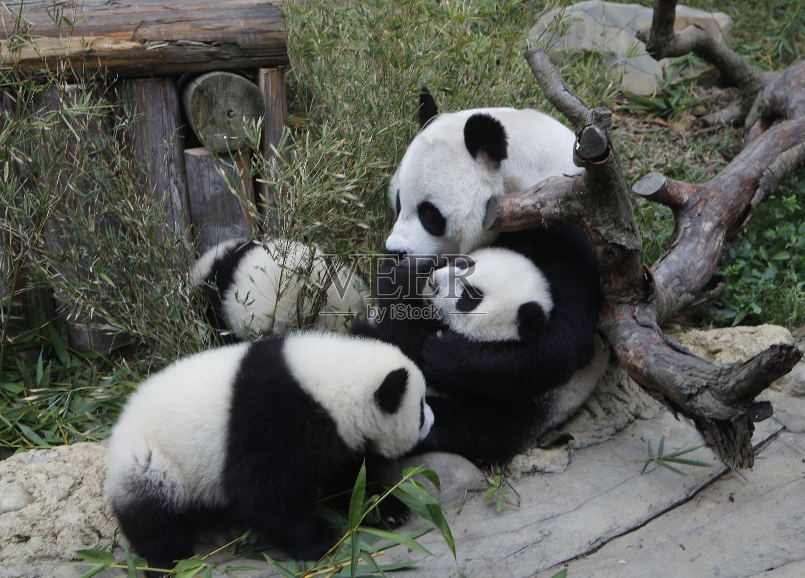熊猫三胞胎HALF-BIRTHDAY照片摄影图片