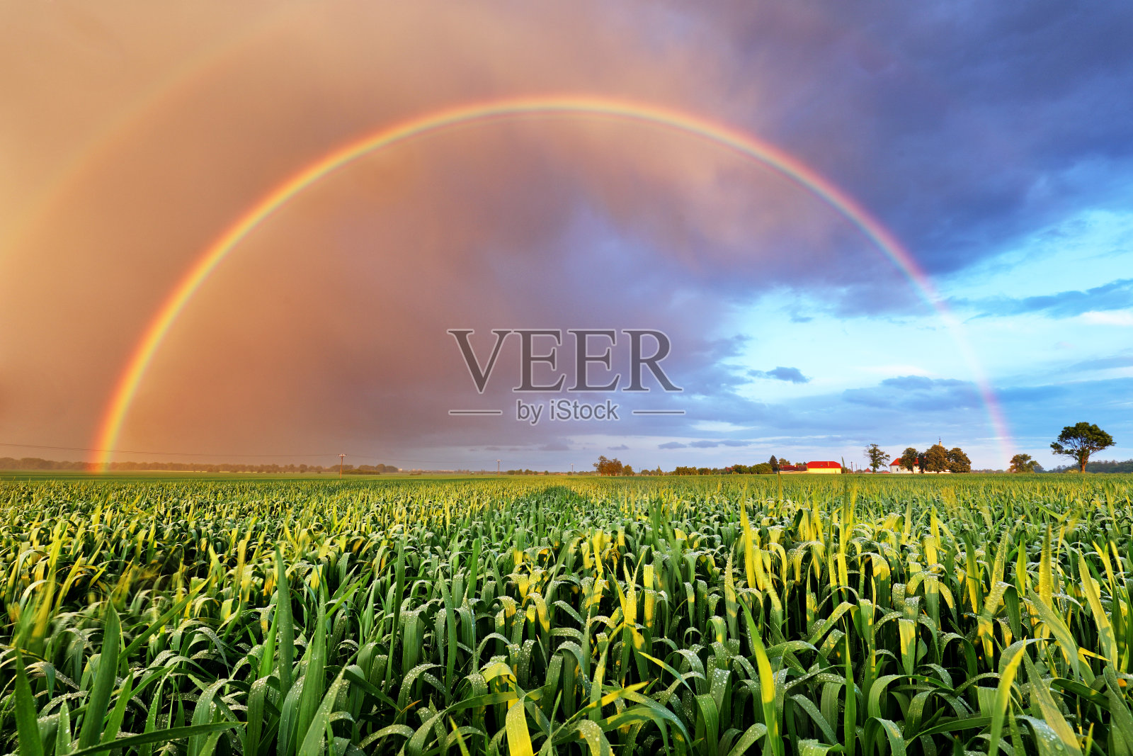 彩虹掠过麦田，自然景观照片摄影图片