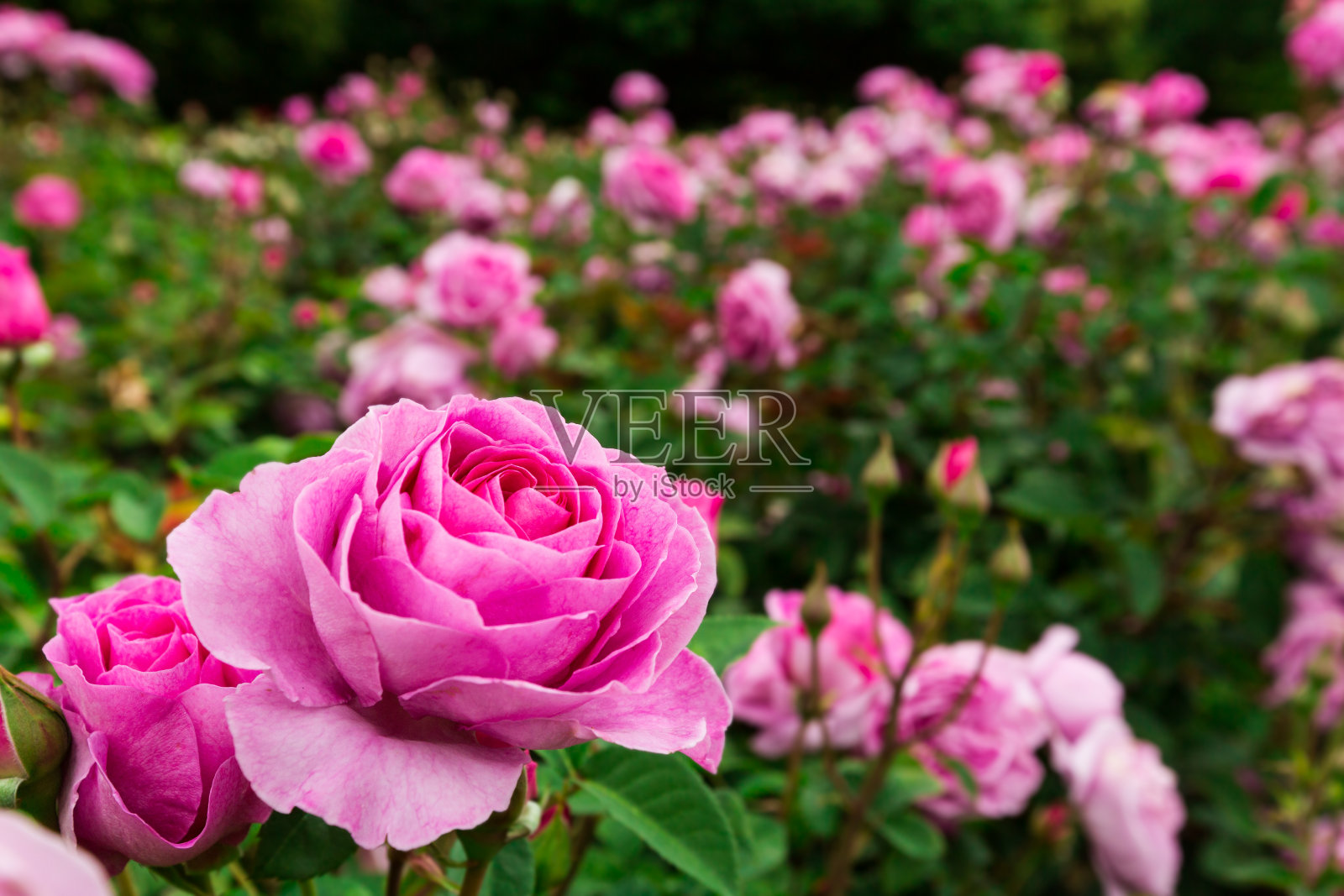 粉色的玫瑰照片摄影图片
