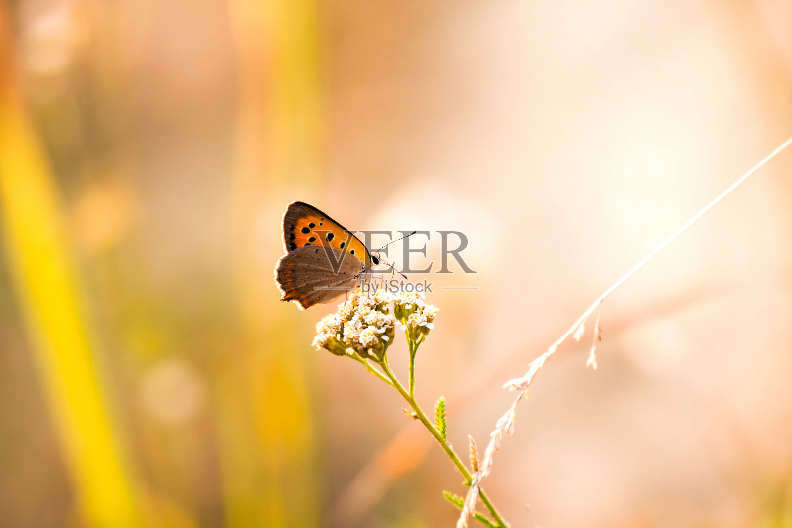 蝴蝶在自然的背景。照片摄影图片