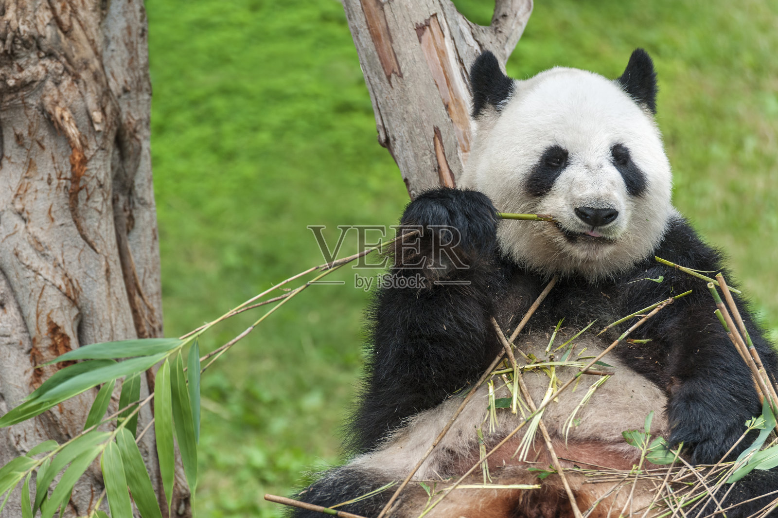熊猫照片摄影图片