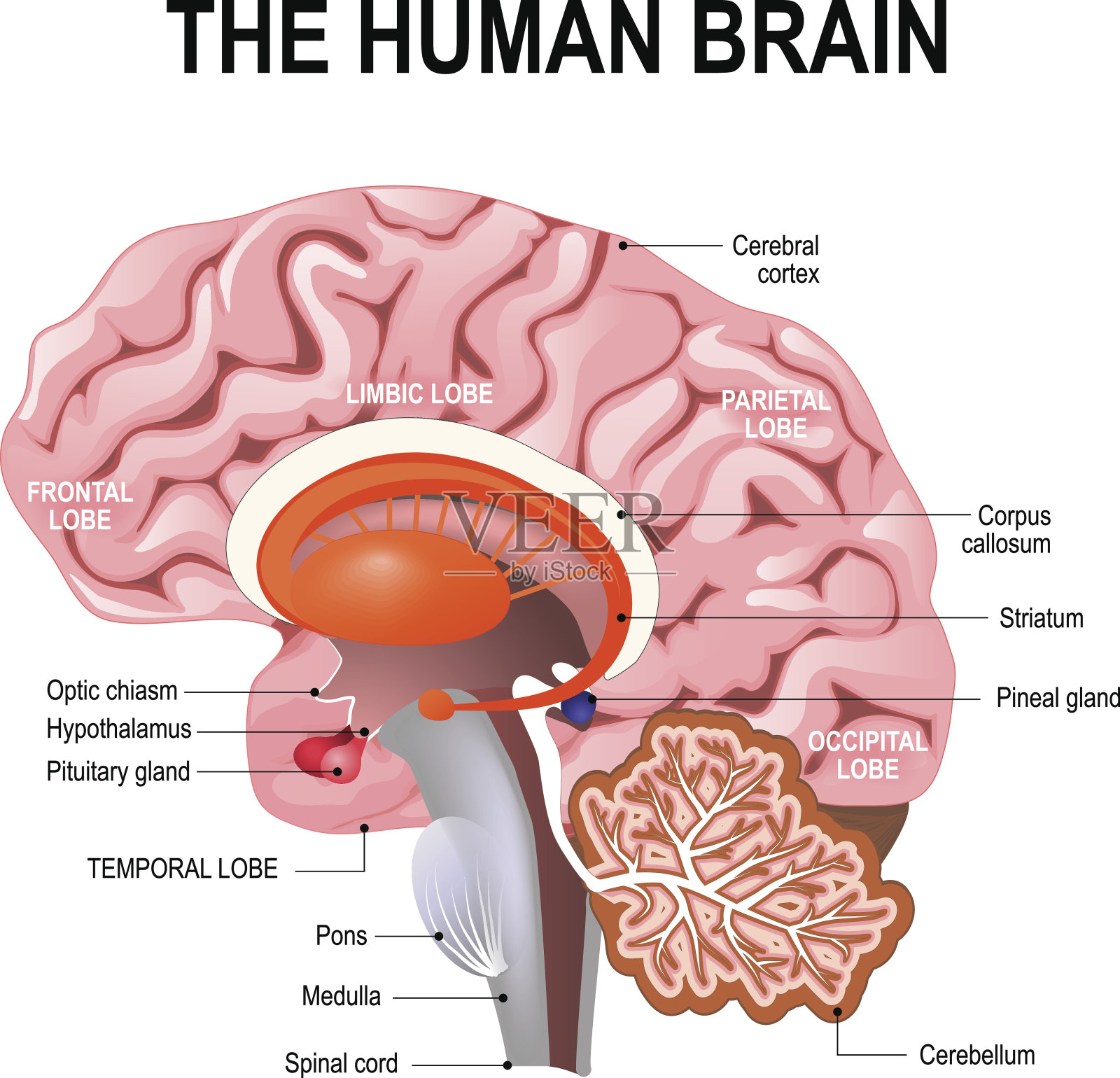 人类大脑的详细解剖。插画图片素材