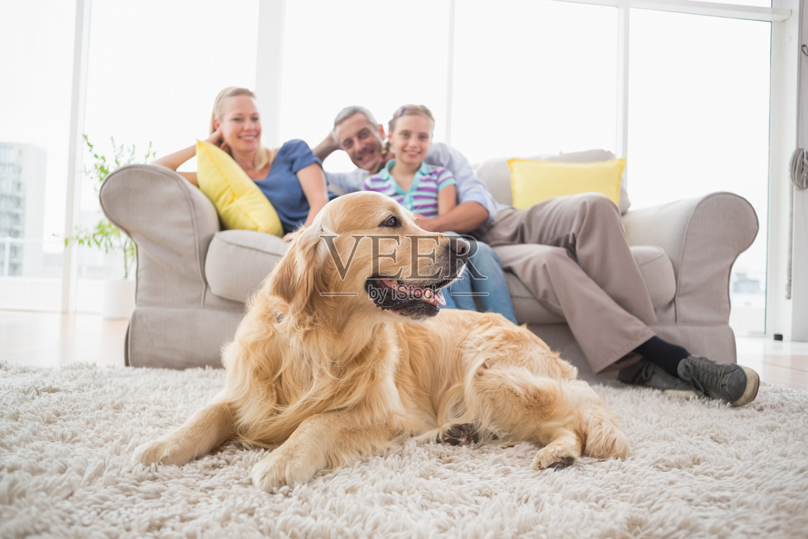 金毛猎犬和家人在家照片摄影图片
