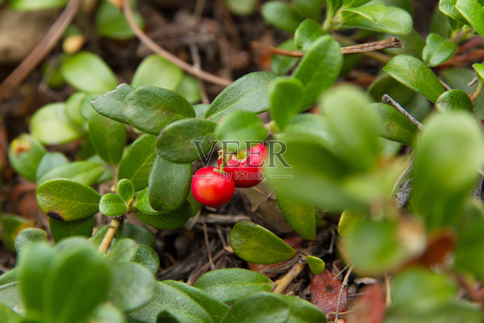 果实红色的熊果植物照片摄影图片