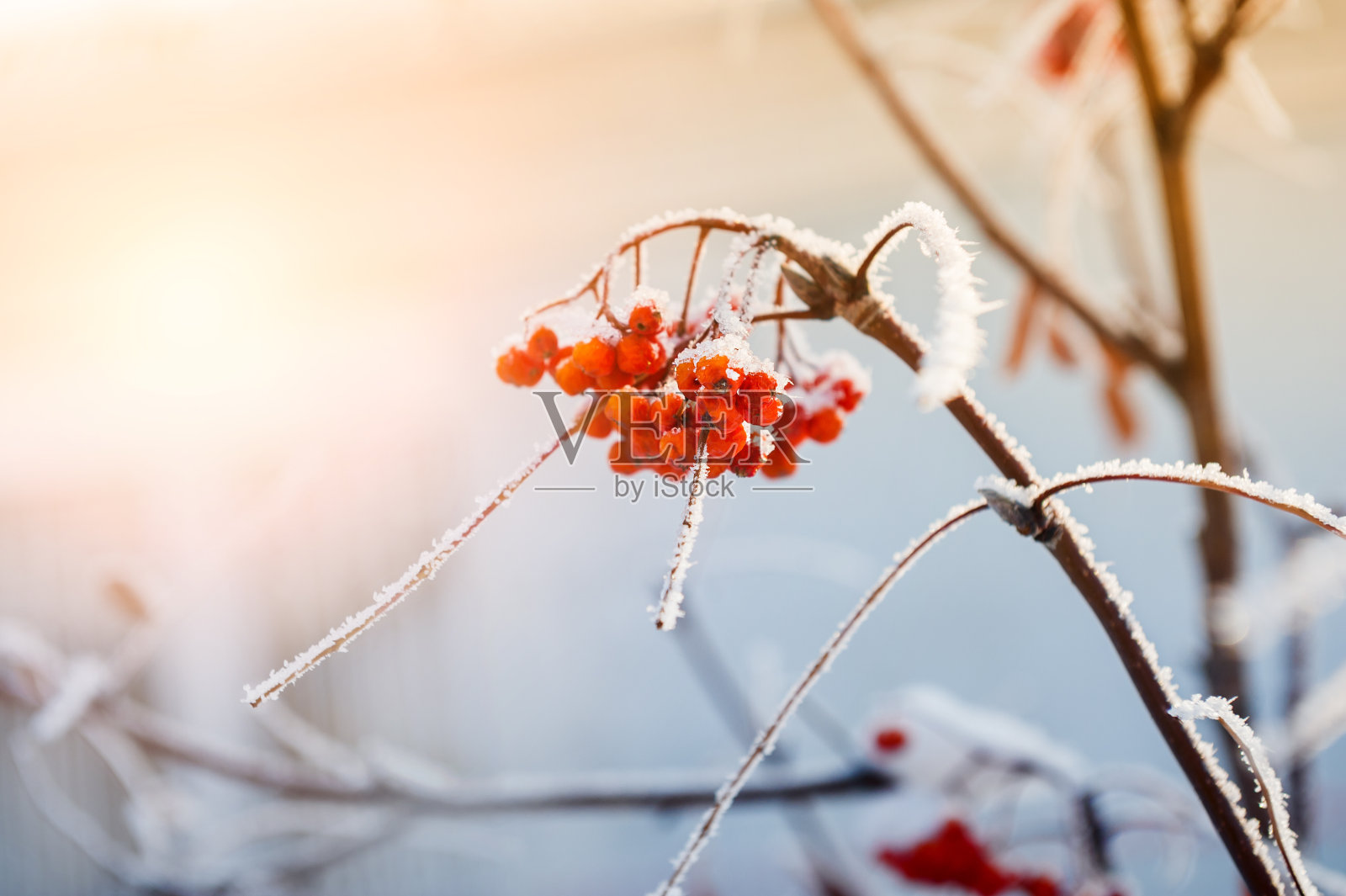 霜冻中的花楸果照片摄影图片