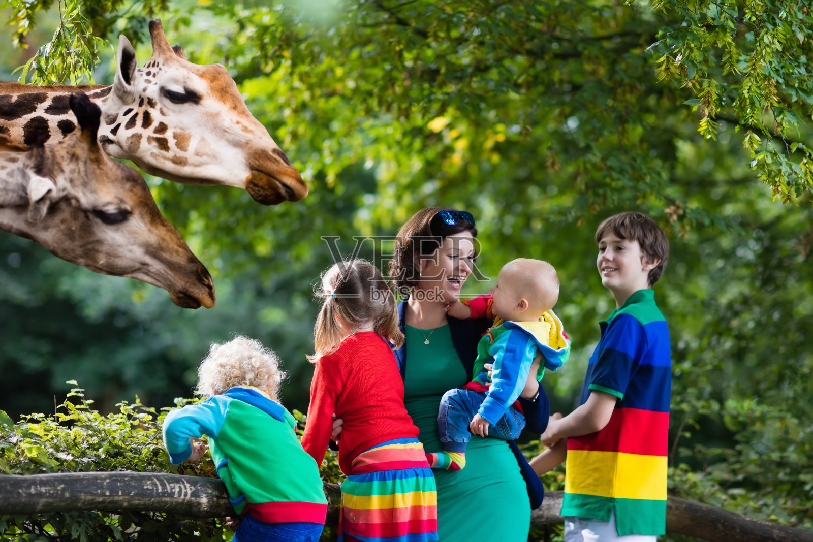大家庭，妈妈和孩子们在动物园喂长颈鹿照片摄影图片