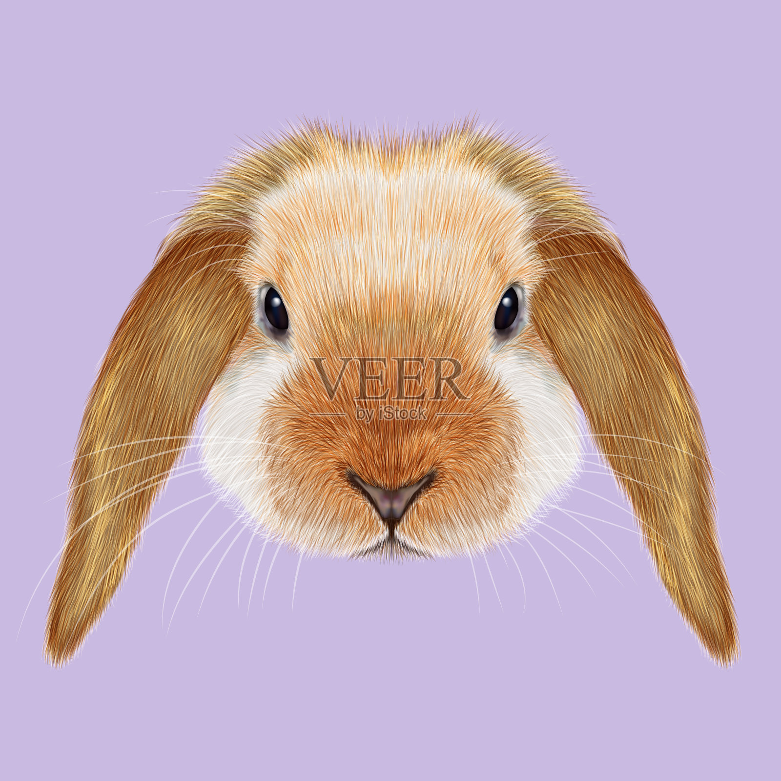 兔动物肖像设计元素图片
