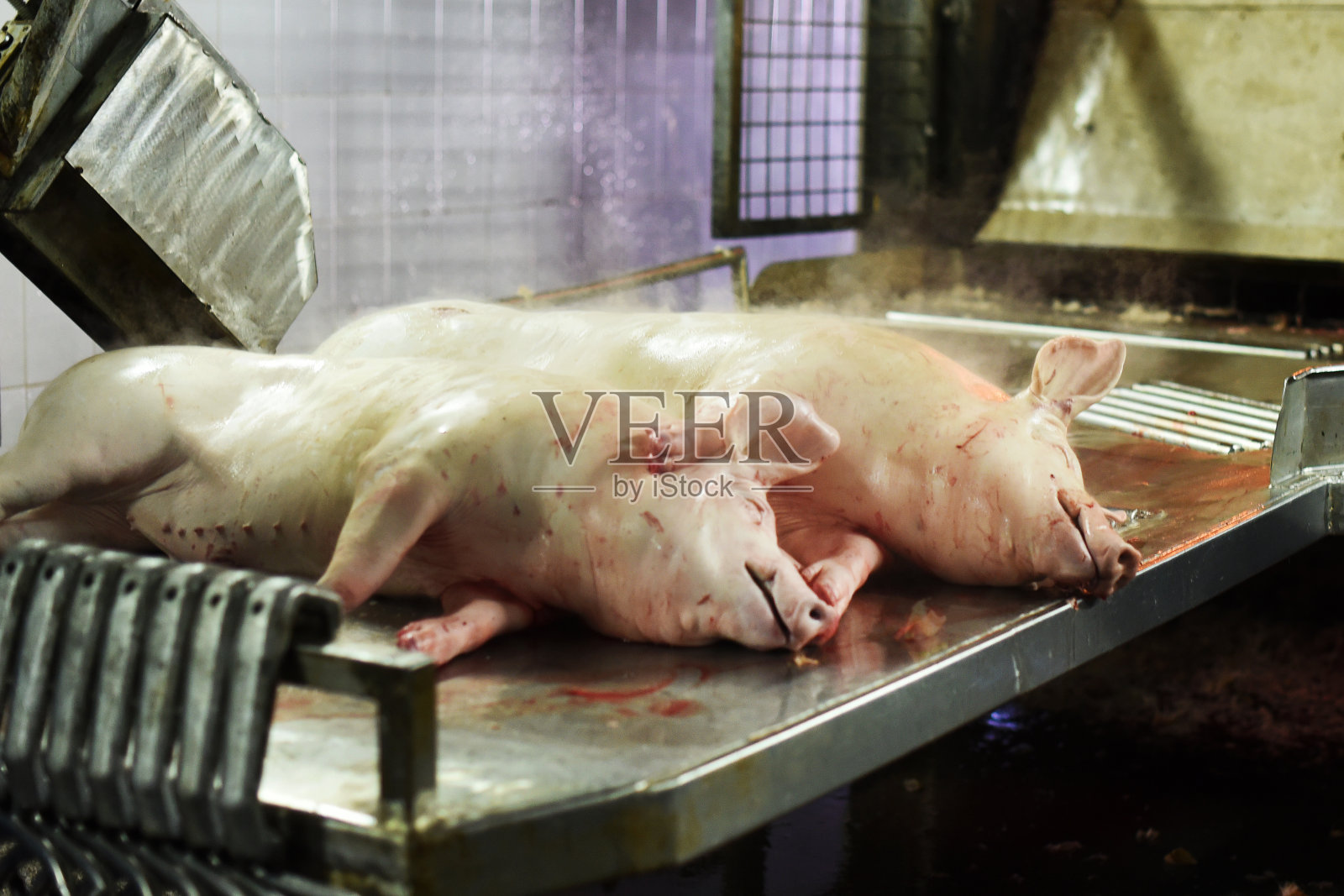 肉类生产中的死猪照片摄影图片