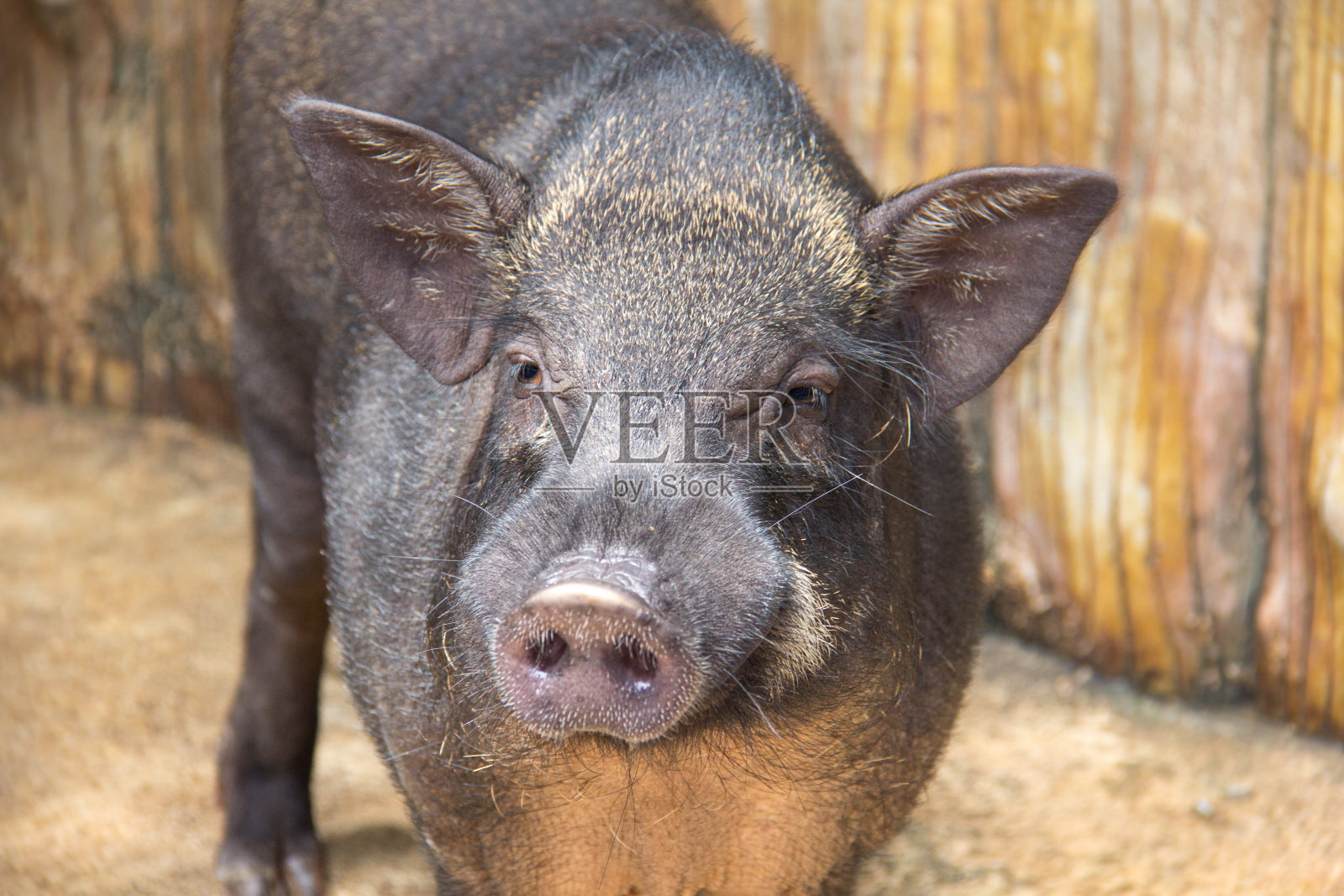 田纳西州野猪 库存图片. 图片 包括有 大肚子, 本质, 茴香, 田纳西, 农场 - 163053687