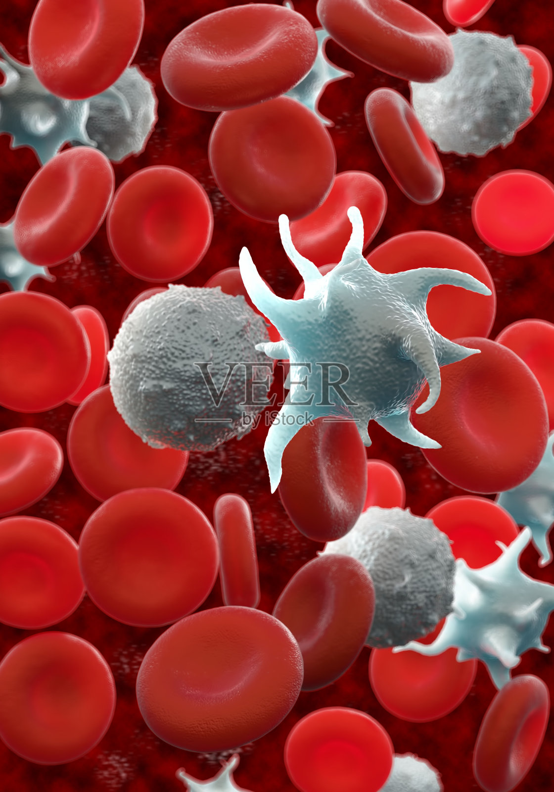 红细胞，活化的血小板和白细胞照片摄影图片