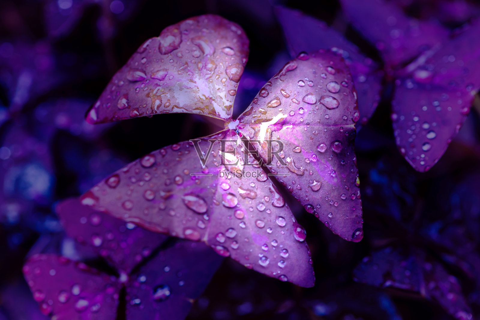 紫色的花照片摄影图片